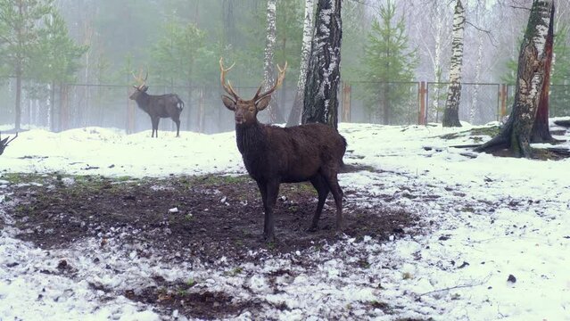 a proud deer with big horns stands on the ground and looks carefully, there is snow around him, other deer walk behind him