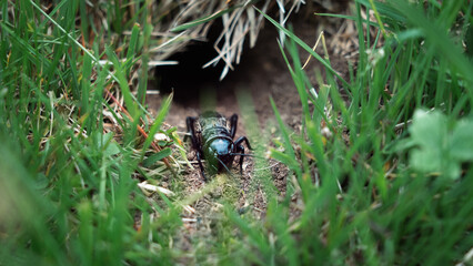 A large field cricket emerges from its burrow. Gryllus campestris, Orthoptera insect comes out in summer to sing. Animal life and mating season. Cuddly cricket with long antennae in the grass.