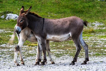 Zelfklevend Fotobehang 2023 7 29 Ortigara donkey 1.jpg © Alvise