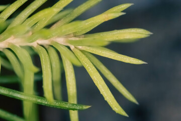 Macro photo of small needle-like leaves. Tip of a plant with long pointed leaves. Close up detail of mountain green vegetation.