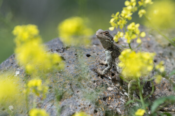 Lizard perched on a rock in sunshine and flowers