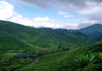 The beauty of the tea plantation area located in Cameron Highlands Malaysia