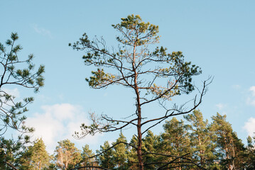 pine tree in the autumn forest