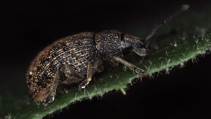 Macro photography of Black vine weevil. Close-up portrait of large dark insect on a leaf.