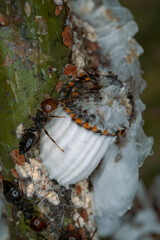 Ants grow large clusters of mealybugs. Red-headed ants suck honeydew produced by white phytophagous insects. Coccoidea, Icerya purchasi. Nature macro photography of insects harmful to cultivation.