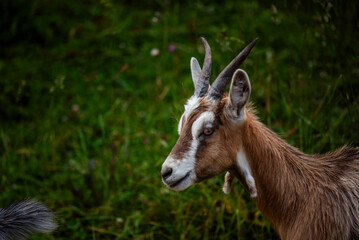 2023 7 29 Ortigara goat 11.jpg