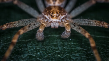 Front view of huge spider. Red spider with large jaws and menacing look. Macro photography,...