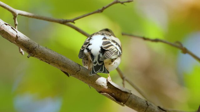 One Female Brambling (Fringilla montifringilla) Bird or Mountain Finch on Tree Branch Close-up - jumps 180 degree and flies away
