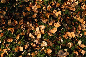 yellow autumn leaves on green moss