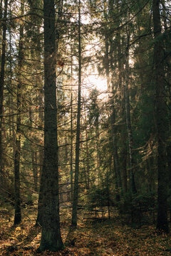 pine tree in the autumn forest © Hanna