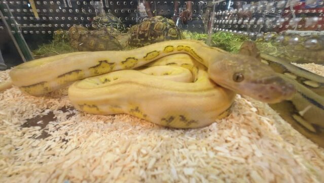 Ball python in the glass cabinet waiting to be sold. It's a popular pet in Thailand.