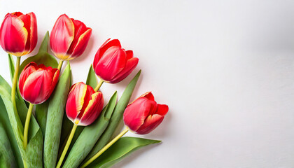 Obraz premium Red tulips on white background with copy space. Top view