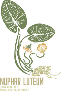 Yellow pond lily, Nuphar lutea in color vector silhouette. Medicinal Nuphar luteum plant. Set of Yellow Water Lily root flowers in color image for pharmaceuticals. Medicinal herbs color drawing
