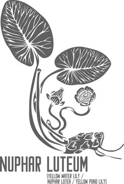 Yellow Water Lily, Nuphar lutea flowers root vector silhouette. Medicinal Nuphar luteum plant outline. Set of Yellow pond lily in Line for pharmaceuticals. Contour drawing of medicinal herbs