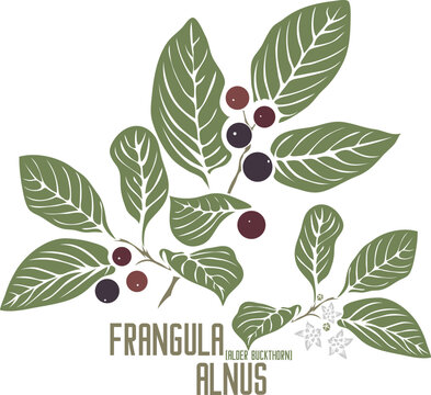 Alder buckthorn, Glossy buckthorn berries in color vector silhouette. Medicinal Frangula alnus plant. Set of Frangula alnus branch with fruits in color image for pharmaceuticals. Medicinal herbs color