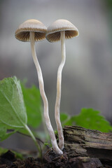 Macro detail shot of hallucinogenic Psilocybe serbica mushrooms