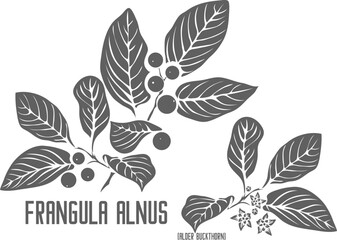 Alder buckthorn branch vector silhouette. Medicinal Frangula alnus plant outline. Set of Frangula alnus, Glossy buckthorn berries leafs in Line for pharmaceuticals. Contour drawing of medicinal herbs