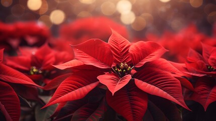 a close up of a bunch of red poinsettias with bright lights in the background and a blurry image of the top of the poinst of the poins.