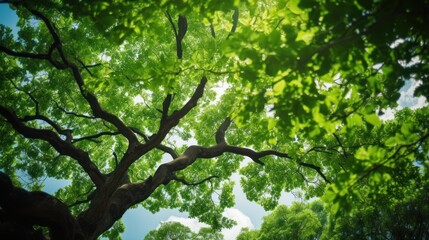 Fototapeta na wymiar Environment concept,View looking up into lush green branches of large tree