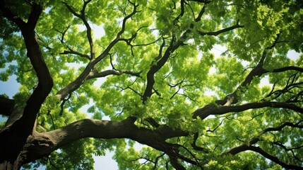 Environment concept,View looking up into lush green branches of large tree - obrazy, fototapety, plakaty