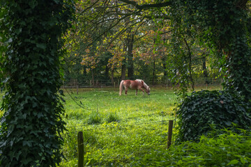 Horse in a meadow in the Netherlands