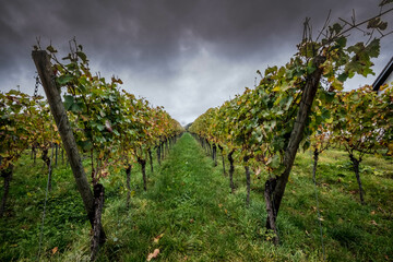 Vineyards on the Rotweinwanderweg in the Ahr Valley, western Germany