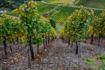 Vineyards on the Rotweinwanderweg in the Ahr Valley, western Germany