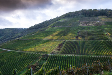 Fototapeta na wymiar Vineyards on the Rotweinwanderweg in the Ahr Valley, western Germany
