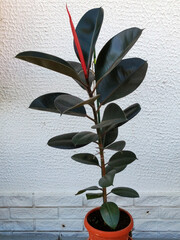 ficus elastica, rubber plant, with young red growing leaf