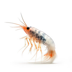 Alpheidae Shrimp