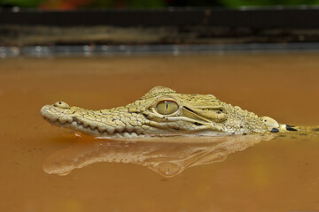 Closeup to Crocodile isolated on nature background