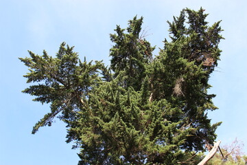 Cime d'un cyprès géant dans le parc des Dryades à La Baule