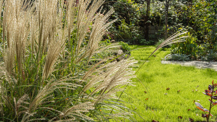 Beautiful green with yellow panicles ornamental grass Miscanthus sinensis 'Gracillimus' against...