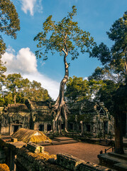 Ta Prohm.  The iconic Angkor temple taken over by the jungle.  The huge roots of trees grow over...