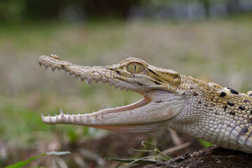 Closeup to Crocodile head. animal open mouth isolated on nature background