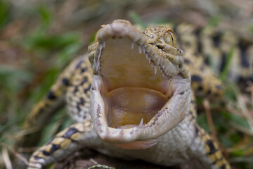 Closeup to Crocodile head. animal open mouth isolated on nature background