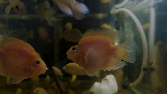 aquarium with goldfish 