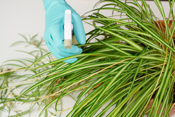 Spraying water on the leaves of a spider plant, florist caring for houseplant, gardening at home
