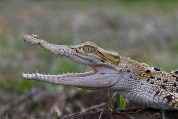 Closeup to Crocodile head. animal open mouth isolated on nature background