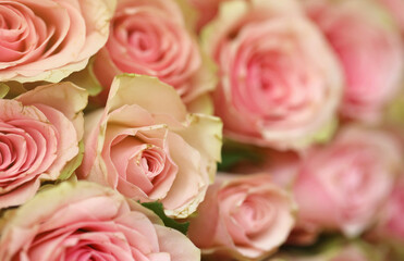 Bouquet of colorful roses as background, closeup. Pink flowers full frame