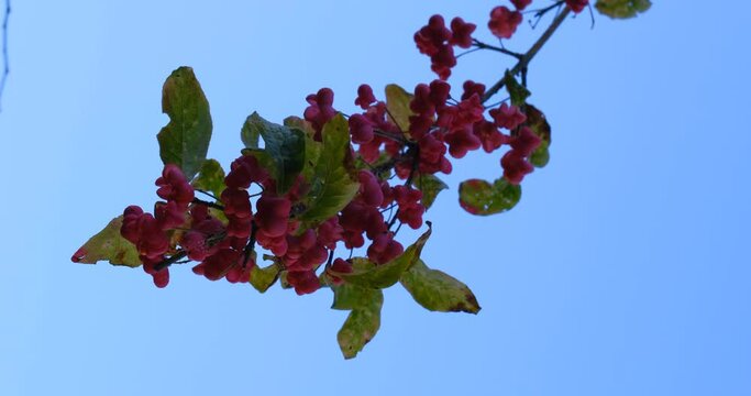 fruits and leaves of a Spindle tree on blue sky