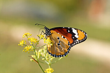 A female African Queen (Danaus chrysippus) butterfly suckling nectar on a fennel flower in the autumn