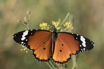 A female African Queen (Danaus chrysippus) butterfly suckling nectar on a fennel flower in the autumn