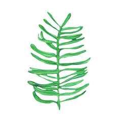 Watercolor Christmas tree leaf. Hand painted vintage element isolated on white background. Traditional evergreen elements for Christmas wreath.