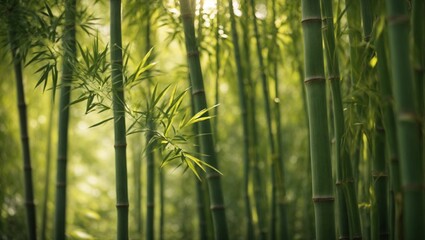a row of bamboo trees with leaves in the foreground