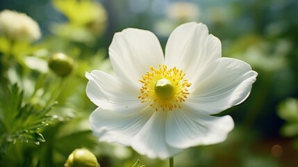 A close-up of a delicate anemone flower, its white petals and yellow center creating a captivating display of nature's elegance.