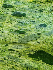 Real green leaf in close up macro shot with leaf pattern texture full frame background with gradient color tone