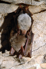 Naklejka na ściany i meble Hanging bats in a cave