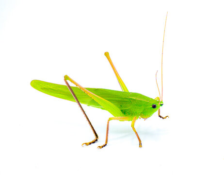 common Beautiful lime green broad tipped conehead katydid - Neoconocephalus triops - found throughout most of United States.