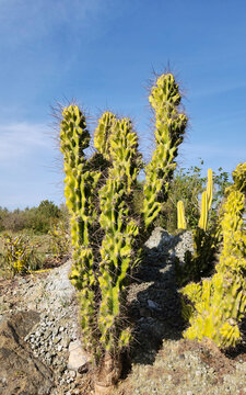 The Peruvian apple cactus (Cereus repandus)  is a large, erect, spiny columnar cactus found in South America.